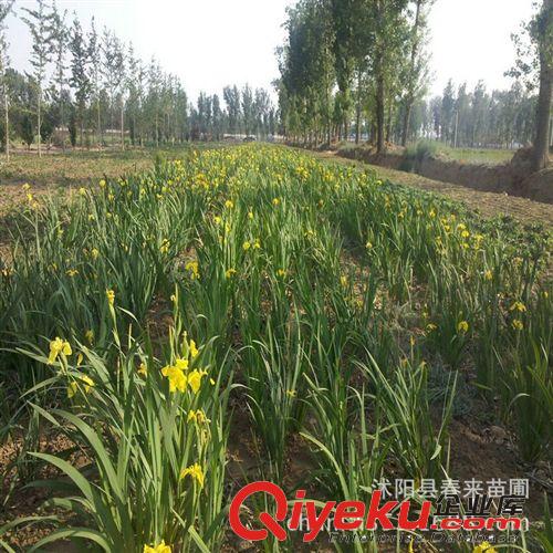 zg黃菖蒲 水生植物基地 批發(fā)菖蒲 水蔥 水關(guān)子 苦草 萬畝基地