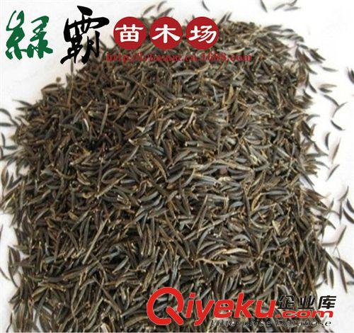 花卉種子 批發(fā)優(yōu)質(zhì) 波斯菊種子 格?；ǚN子 今年采收 發(fā)芽率高原始圖片2