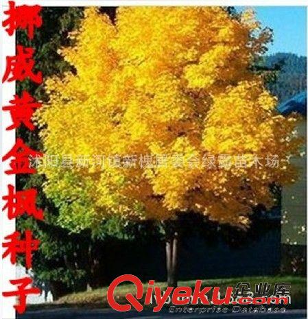 花種子 蝴蝶蘭 盆栽花卉 當(dāng)年帶花蝴蝶蘭種子