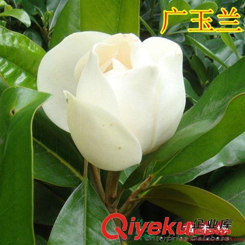 直銷優(yōu)質(zhì)廣玉蘭種子白玉蘭種子辛夷種子紫玉蘭種子{zx1}采收原始圖片3