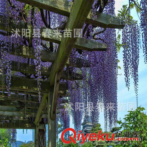 基地直銷優(yōu)質(zhì)紫藤藤本植物紫藤花苗 攀緣花卉 庭院盆栽植物原始圖片2