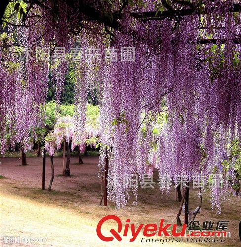 基地直銷優(yōu)質(zhì)紫藤藤本植物紫藤花苗 攀緣花卉 庭院盆栽植物原始圖片3