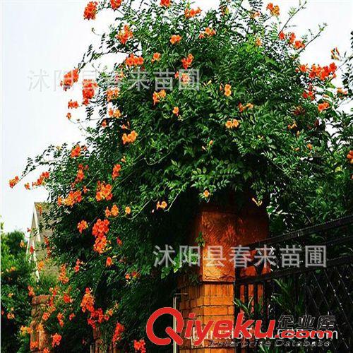 薔薇苗 薔薇花苗 多花 玫瑰苗 藤本月季爬藤花卉 攀援植物