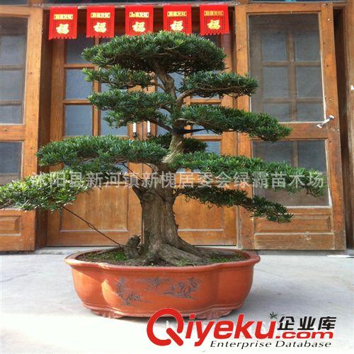 大型盆景 羅漢松盆景 高檔花卉 造型花卉 樹形優(yōu)美 羅漢松盆栽原始圖片2