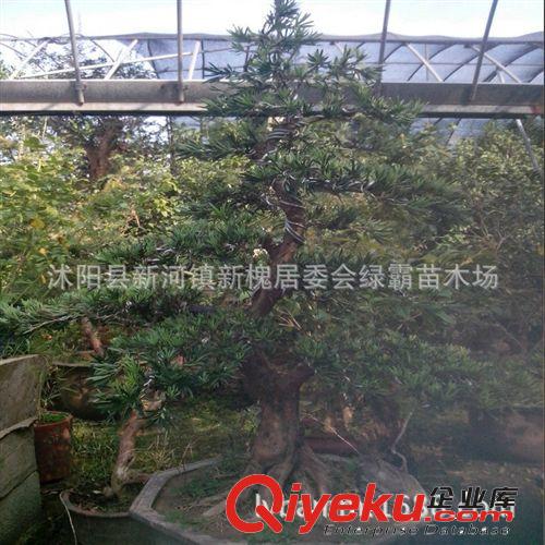 大型盆景 羅漢松盆景 高檔花卉 造型花卉 樹形優(yōu)美 羅漢松盆栽原始圖片3