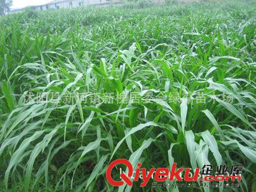 寬葉多花黑麥草 養(yǎng)羊牧草種子 南方牧草種子 北方牧草種子 包郵原始圖片2