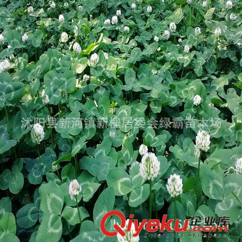 特價 濃縮營養(yǎng)液 風信子 水培植物 整套專用一盒6支