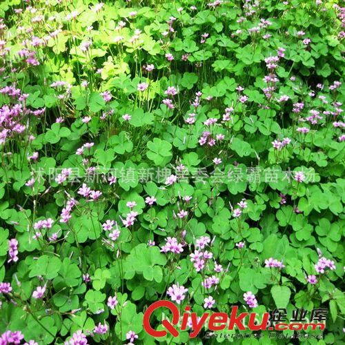 進(jìn)口牧草種子 白三葉草種子 紅三葉 草坪種子 草籽批發(fā) 耐寒耐熱原始圖片3