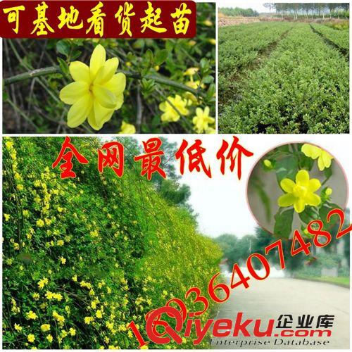 批發(fā)迎春 迎春花 迎春苗 迎春花小苗 迎春花盆景 園林綠化