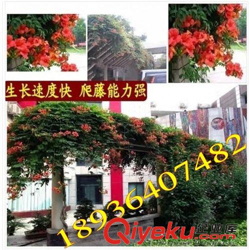 爬藤速度快.凌霄花苗.美國凌宵.易成活.美化庭院.苗木直徑1.2厘米