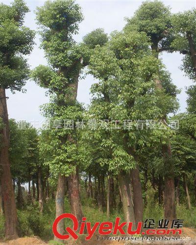 天竺桂、天竺桂樹、大型天竺桂樹苗 價處理、歡迎訂購