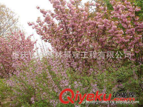 苗圃直供櫻花、櫻花樹、等喬木供應(yīng)，量大從優(yōu)