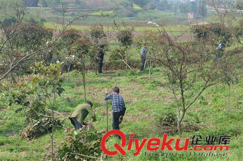 大量出售桂花成品苗  重庆江津慈云原地批发