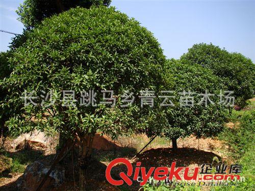 【基地?zé)豳u】葉片濃密，胸徑10公分的桂花樹原始圖片2