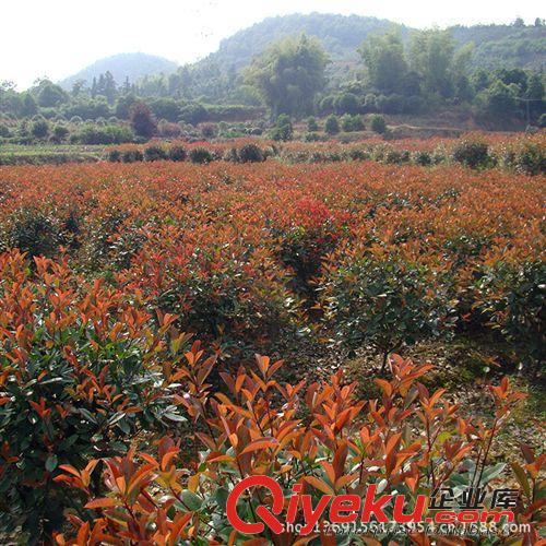 求購紅葉石楠 高桿紅葉石楠 顏色艷紅zz紅羅賓 請咨詢興德苗木
