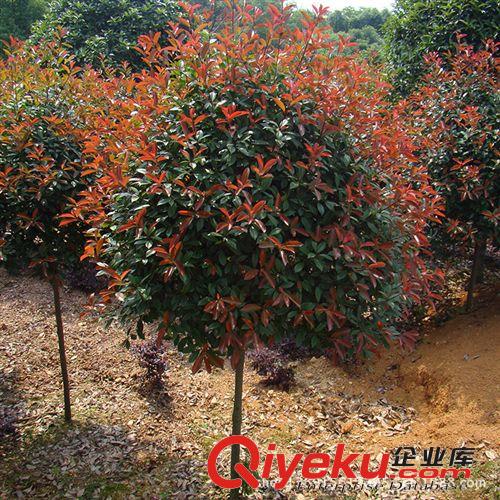 求購紅葉石楠 高桿紅葉石楠 顏色艷紅zz紅羅賓 請咨詢興德苗木