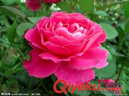 長沙興德苗木 月季薔薇類植物 花色紅艷 精選上等月季