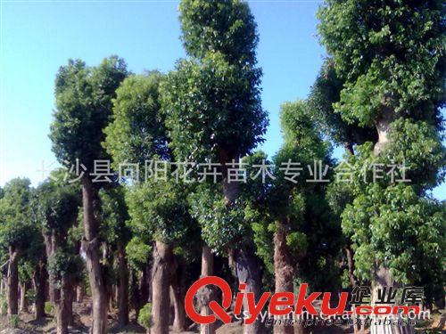 喬木-大量批發(fā)大香樟樹(shù) 胸徑35-40公分香樟 移栽香樟 多頭香樟