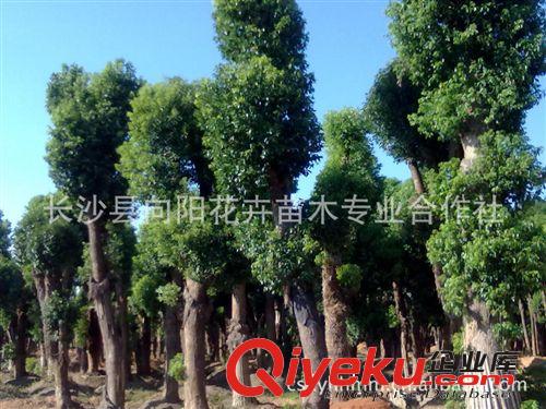 喬木-供應(yīng)移栽2年米徑25-35-45公分香樟 樹形優(yōu)美 保證成活率原始圖片2