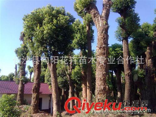 喬木-供應(yīng)移栽2年米徑25-35-45公分香樟 樹形優(yōu)美 保證成活率原始圖片3