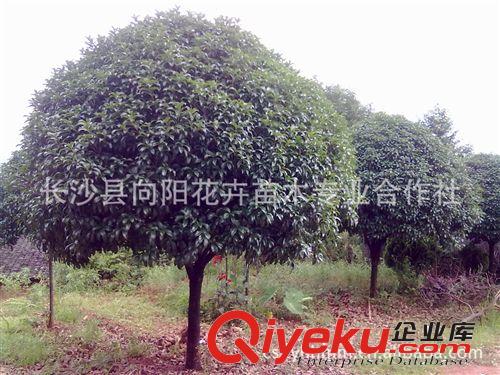 喬木-長沙低價供8公分四季桂 四季桂花 日香桂 8-10公分四季桂原始圖片3