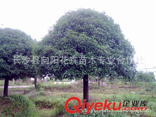 喬木-園林別墅精品專用八月桂 12公分八月桂 八月桂花優惠酬賓