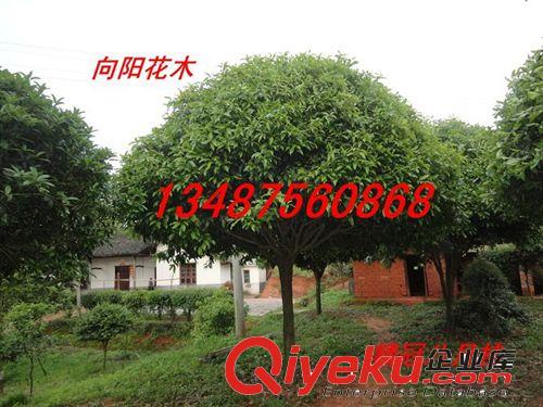 喬木-園林別墅精品專用八月桂 12公分八月桂 八月桂花優惠酬賓