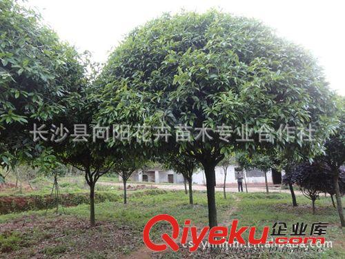 喬木-湖南向陽基地供10-12-15-18-20公分八月桂 精品八月桂花樹原始圖片3