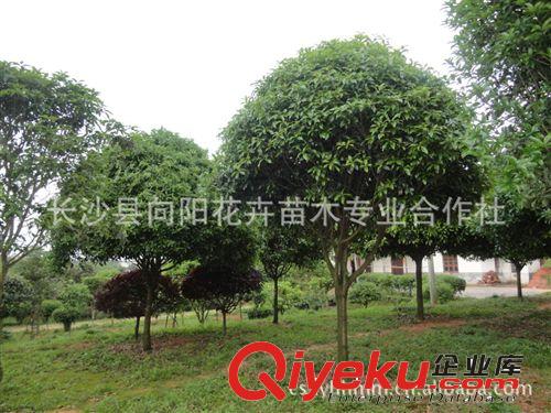 喬木-優質桂花樹 胸徑15公分八月桂 八月桂花 八月桂花樹供應原始圖片2