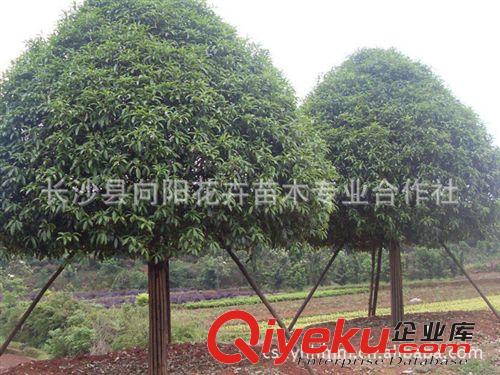 喬木-優質桂花樹 胸徑15公分八月桂 八月桂花 八月桂花樹供應原始圖片3