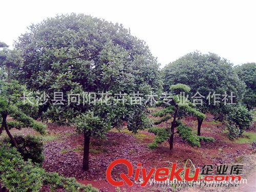 喬木-優質桂花樹 胸徑15公分八月桂 八月桂花 八月桂花樹供應