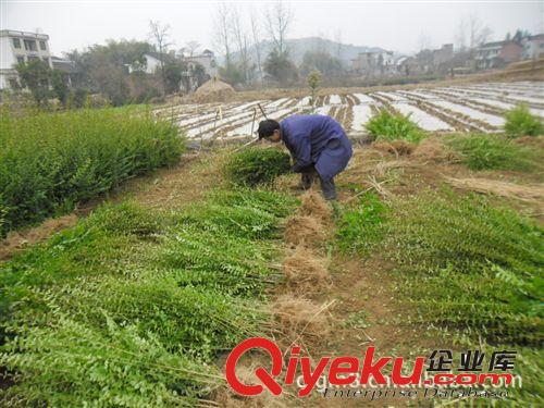 大量供應(yīng)實生細葉女貞苗 ，小葉女貞種苗，用于花壇綠化 抗污染