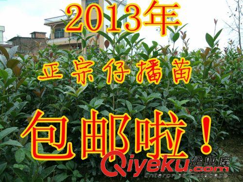 基地供應(yīng)一年生桂花苗 金桂小苗 桂花樹高30~70厘米，全國包郵！