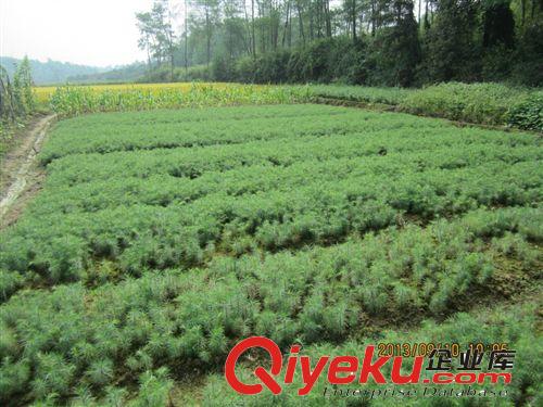 基地供應(yīng)一年生杉樹苗和兩年生杉樹小苗 用于造林、綠化的品種苗