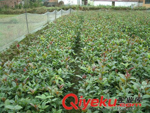 基地供應一年生桂花苗 金桂小苗 桂花樹高30~70厘米，全國包郵！原始圖片2