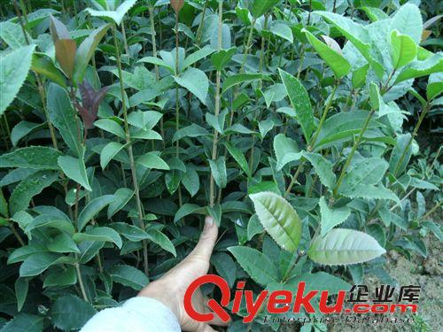 基地供應一年生桂花苗 金桂小苗 桂花樹高30~70厘米，全國包郵！原始圖片3