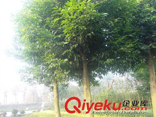 批發綠化苗木（喬木）：12公分天竺桂500棵