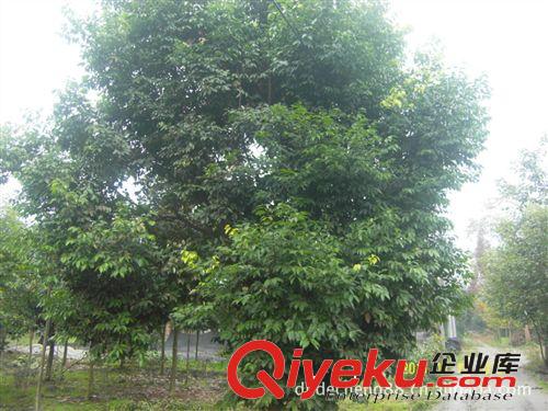 批發綠化苗木（喬木）：12公分天竺桂500棵