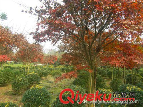 大量批發綠化苗木：（喬木）紅楓基徑5公分1000棵