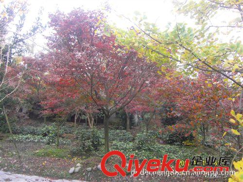 大量批發綠化苗木：（喬木）紅楓基徑5公分1000棵
