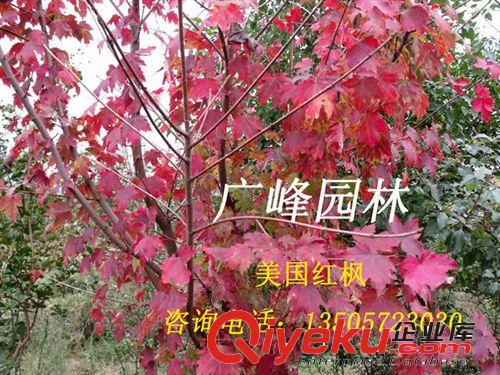 廠家直銷 zg美國紅楓樹 成活率高優(yōu)質紅楓樹