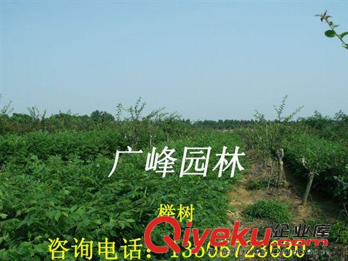 浙江安徽交界處廣峰園林苗木公司zg櫸樹小苗、紅櫸小苗原始圖片2