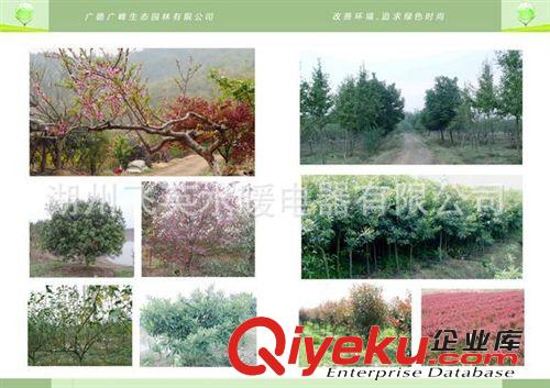 浙江安徽交界處廣峰園林苗木公司zg櫸樹小苗、紅櫸小苗原始圖片3