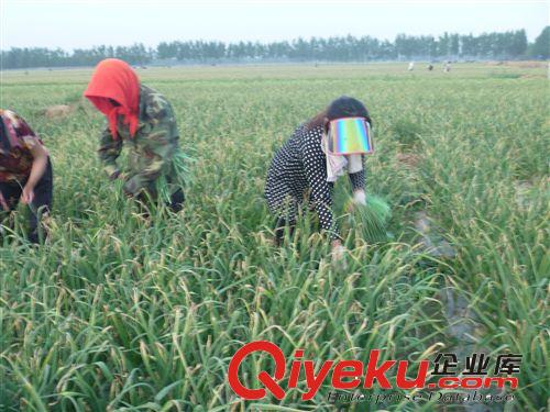 2014年新鮮白帽蒜薹、惠民四六瓣白苞蒜苔