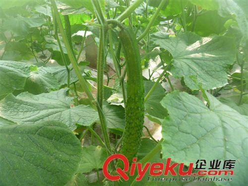 tj銷售優質大棚黃瓜
