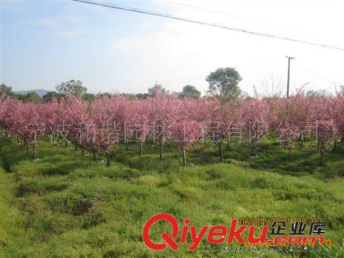 供應大量精品綠化喬灌木--垂絲海棠--，景觀房產園林綠化苗木