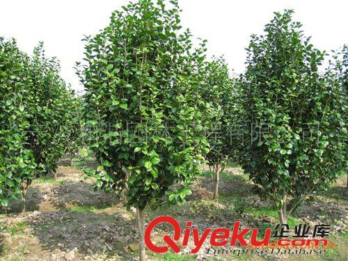 茶花 ：精品-茶花-球類-園林景觀綠化苗木供應(yīng)