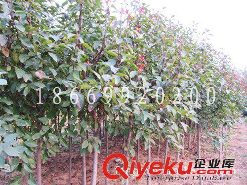 長(zhǎng)期供應(yīng)優(yōu)質(zhì)北美海棠苗 各種品種北美海棠苗