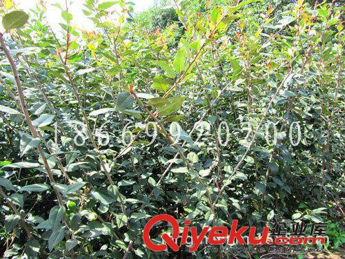 長(zhǎng)期供應(yīng)優(yōu)質(zhì)北美海棠苗 各種品種北美海棠苗