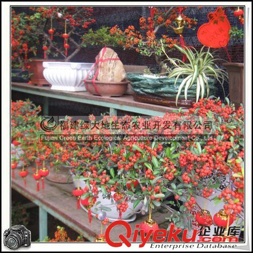 非洲茉莉|1米6|一米八